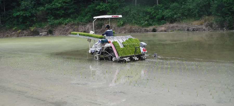 田植え