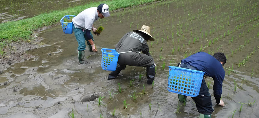 田植え
